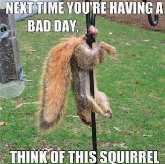 SQuirrel.JPG